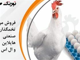فروش پولت تخم گذار و ال اس ال و هایلاین ونیک چیک و شیور ، فروش مرغ تخمگذار صنعتی و فروش مرغ
