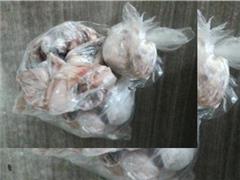 خریدار تخم کبوتر و گوشت و تخم بلدرچین و کبک در دولت آباد شهر ری