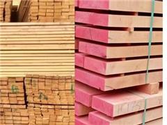 فروش چوب راش - توسکا - نراد روس