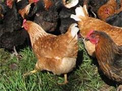 فروش مرغ بومی تخمگذار (نور ماکیان