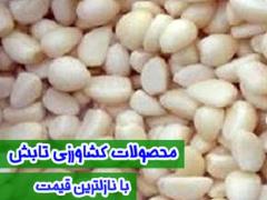 تولید و فروش سیر مروارید همدان , ثوم مخلل