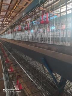 فروش و نصب قفس مرغ تخمگذار