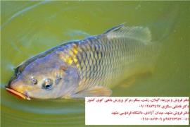 فروش بچه ماهی گرمابی گوشتی کپور و آمور