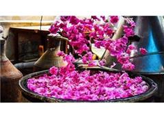 تولید کننده گلاب دوآتیشه سنتی صادراتی کعبه قمصر کاشان