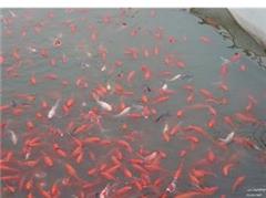پرورش و فروش ماهی قرمز بصورت لارو ، بالغ و