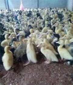خرید جوجه اردک یک روزه و اردک یک روزه