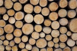 فروش چوب صنوبر