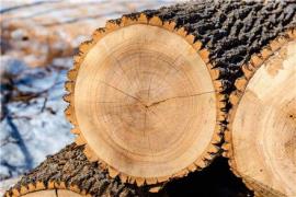 فروشنده و خریدار چوب درخت به decoding=