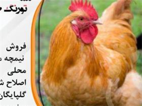 فروش مرغ بومی محلی اصلاح نژاد شده گلپایگانی با کیف